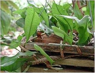 Microgramma lycopodioides - Farn - 5 Samen