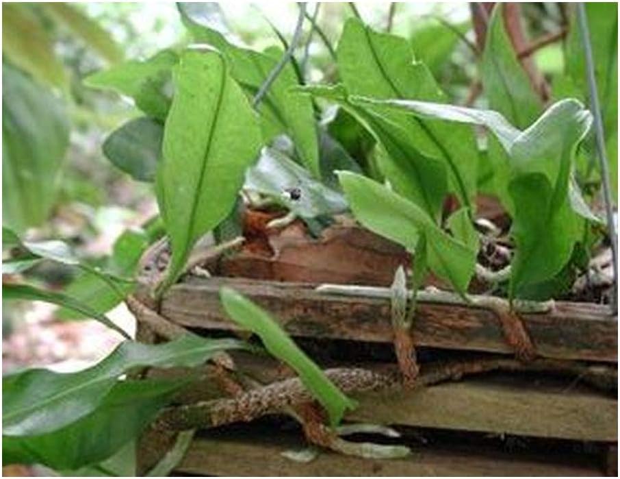 Microgramma lycopodioides - Farn - 5 Samen