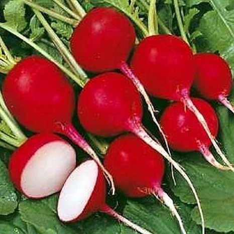 Syed Garden Turnip Seed Color Red Pack Of 50 Seed Amazon In