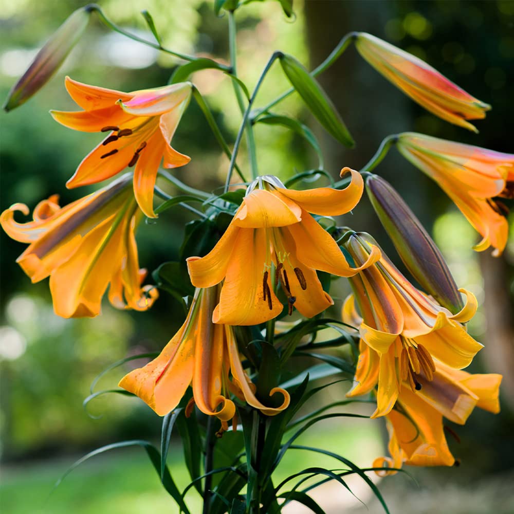1 x Lilium African Queen – Rare and Sweetly Scented – Perennial – Heat Tolerant and Non-Fading – Long-Lasting Blooms for Cut Flowers – for Your Beautiful Garden