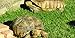 Tortoise Forage Blend (500 SQFT)