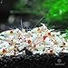 Shirakura Shrimp Food --- Increases Lifespan - Rich in Amino Acids, Vitamins, Minerals - Boosts Health, Growth, Color - Delicious yet Healthy Supplemental Diet - for Ghost, Amano, Red Cherry Shrimps