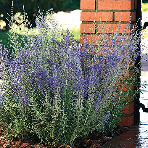 Park Seed Blue Steel Russian Sage Seeds