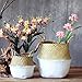 Aneil Woven Belly Storage Basket, Seagrass Planter with Handle, Plant Flower Pots, Home Kitchen Organizer (L, White)