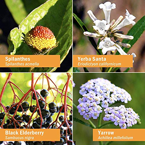 Herb-Pharm-Rapid-Immune-Boost-Liquid-Herbal-Formula-for-Active-Immune-Support-1-Ounce