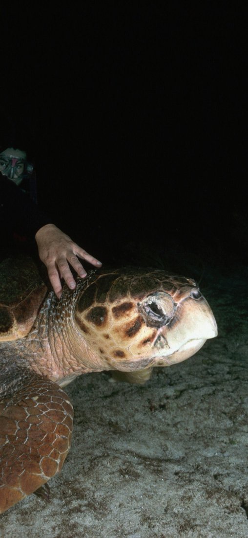 PeelitStickit Underwater, Undersea Wall Murals, ID-147, vinyl