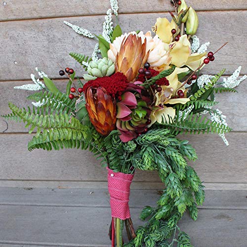 Afloral Natural Dried Flower Protea Repens Pods in Red Orange - 6 per Bunch