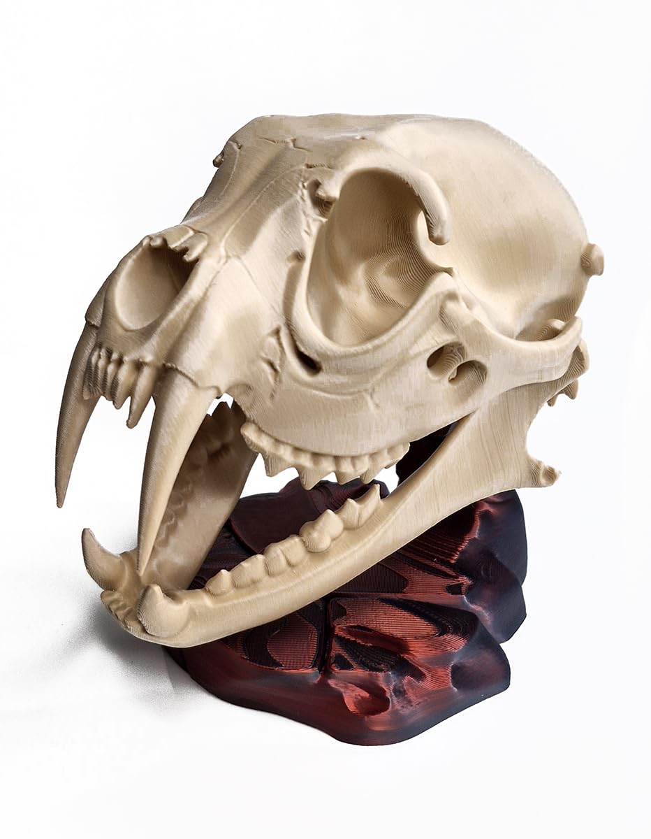 PRO line Luxury products Realistic Saber Tooth Tiger Skull Smilodon 3D Printed Display Model with Rock Base