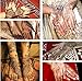 Tattoo Stencil / Template Set of 8 Sheets 2A Henna Designs Suitable for Hand
