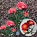 Rose Flower Solar Lights , Elstey Solar Powered Outdoor Waterproof Garden Lawn Balcony LED Lamps Landscape Decorative Illumination
