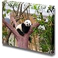Canvas Prints Wall Art - Sleeping Baby Giant Panda on a Tree Branch | Modern Wall Decor/Home Art Stretched Gallery Canvas Wrap Giclee Print & Ready to Hang - 24" x 36"