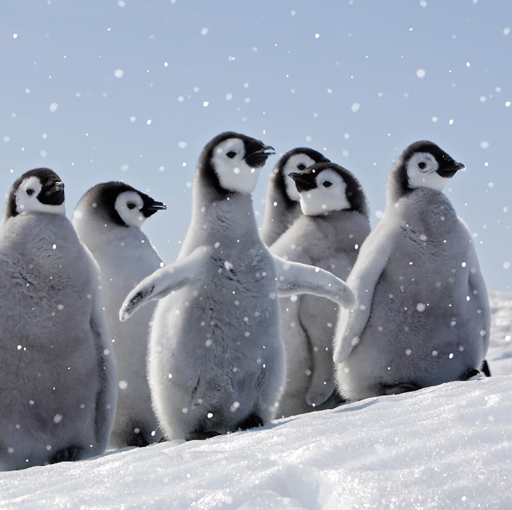 Ling Design Penguin Family Waddling in Snow Photographic Festive Pack of 6 Charity Christmas Cards Great British Card Company (Penguin Fun)
