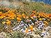 Earthcare Seeds Xeriscape Dryland Western Wildflowers Mix 1000 Seeds - Non GMO - Heirloom - Open Pollinated