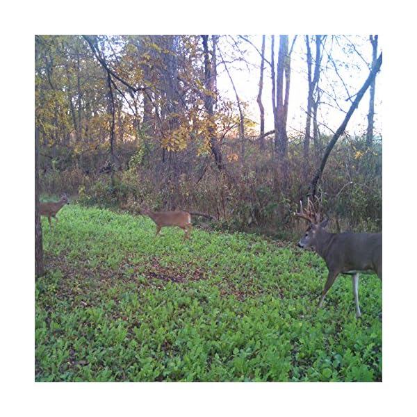 Antler-King-Slam-Dunk-Hunt-Plot-Attractant