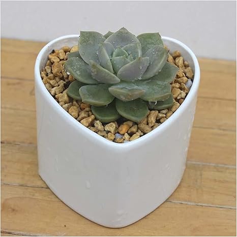 Amazon Co Jp 植物コンテナ植木鉢プランターガーデンポット ハート型の植物の鉢 小型多肉植物のプランター手作りの陶磁器の植木鉢の かわいいプランターの花サボテン 家の装飾 フラワーポットフラワープラントポット屋内 Home Kitchen