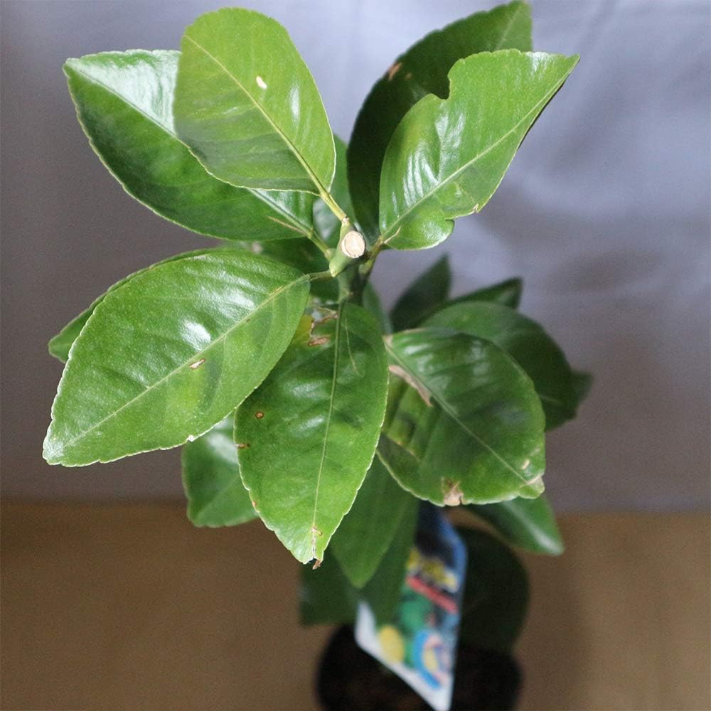 Amazon シークワーサーの苗木 果樹 1年生 接ぎ木苗15cmポット 1個 ポット苗なので年中植付け可能 シークワーサー は 沖縄の方言で お酢 酸 を食わせる 加える という意味です まだ青い酸味の強いシークワーサーは 様々な料理に調味料として使うことができ