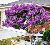 Catawba Crape Myrtle Seeds 50 Seeds (Lagerstroemia) Upc 646263361634 + 1 Free Plant Marker