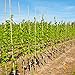 Bond SMG12068 Miracle-Gro Super Pole, 5ft x 1in Bamboo Stakes, 4 Pack, Natural
