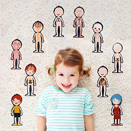 KIPPTO Puzzle Human Body System DressUp Playset, for 48