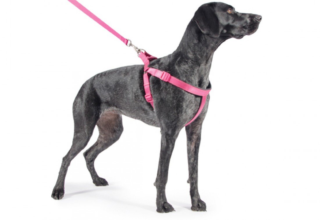 Ancol Padded Nylon Dog Harness with Reflective Stitching - Raspberry Pink Comfort Walking Accessory for Dogs Puppies - XL Size 88-120 cm