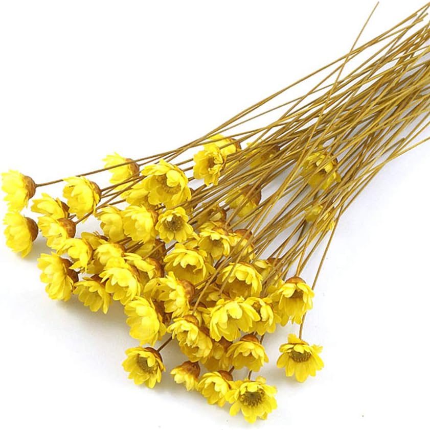 Amazon Com 100 Stems Natural Dry Flowers Brazilian Small Star Daisy Decorative Dried Flowers Mini Daisy Chamomile Bouquet For Wedding Floral Arrangements Home Decorations Autumn Color Kitchen Dining