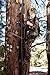 Hunter Safety System HSS Lil' Treestalker Youth Tree-Stand Safety Harness, Realtree