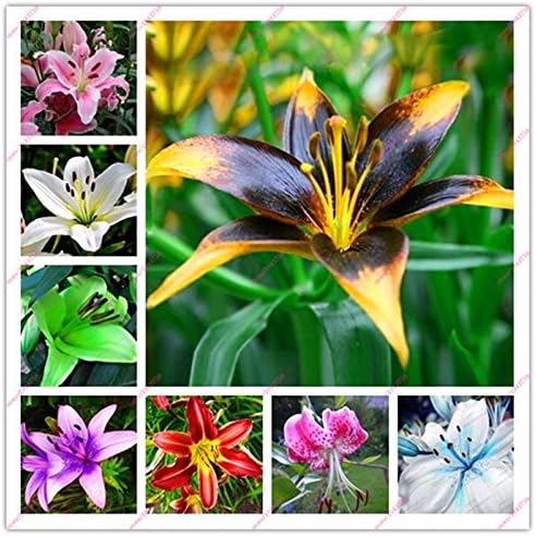 100pcs lily seeds,lily flower,(not lily bulbs),lilium flower seeds,Faint scent,bonsai pot plant for home garden plants mix