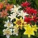Asiatic Lily Mix -10 Perennial Flower Bulbs primary