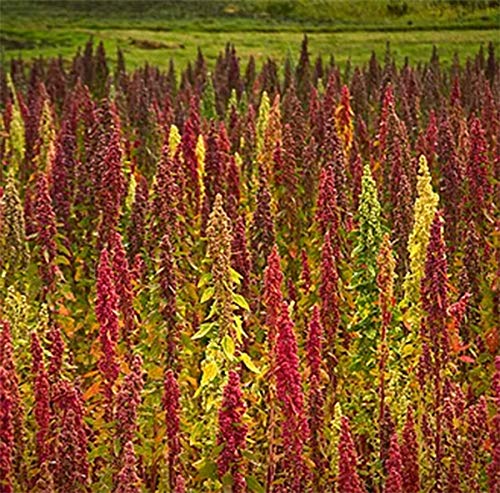 Heirloom Quinoa Gold 100% Whole Grain Organic Pre Washed Ready to Cook (55 lb)