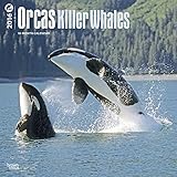 Orcas, Killer Whales - 2016 Calendar 12 x 12in
