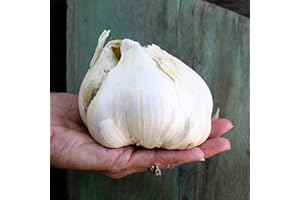 AVERAR Elephant Giant Garlic Bulbs for Planting, 1 Pound Heirloom Garlic, No Ship to AR