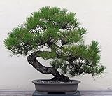Japanese Black Pine 25 Seed - Bonsai