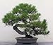 Japanese Black Pine 25 Seed - Bonsai