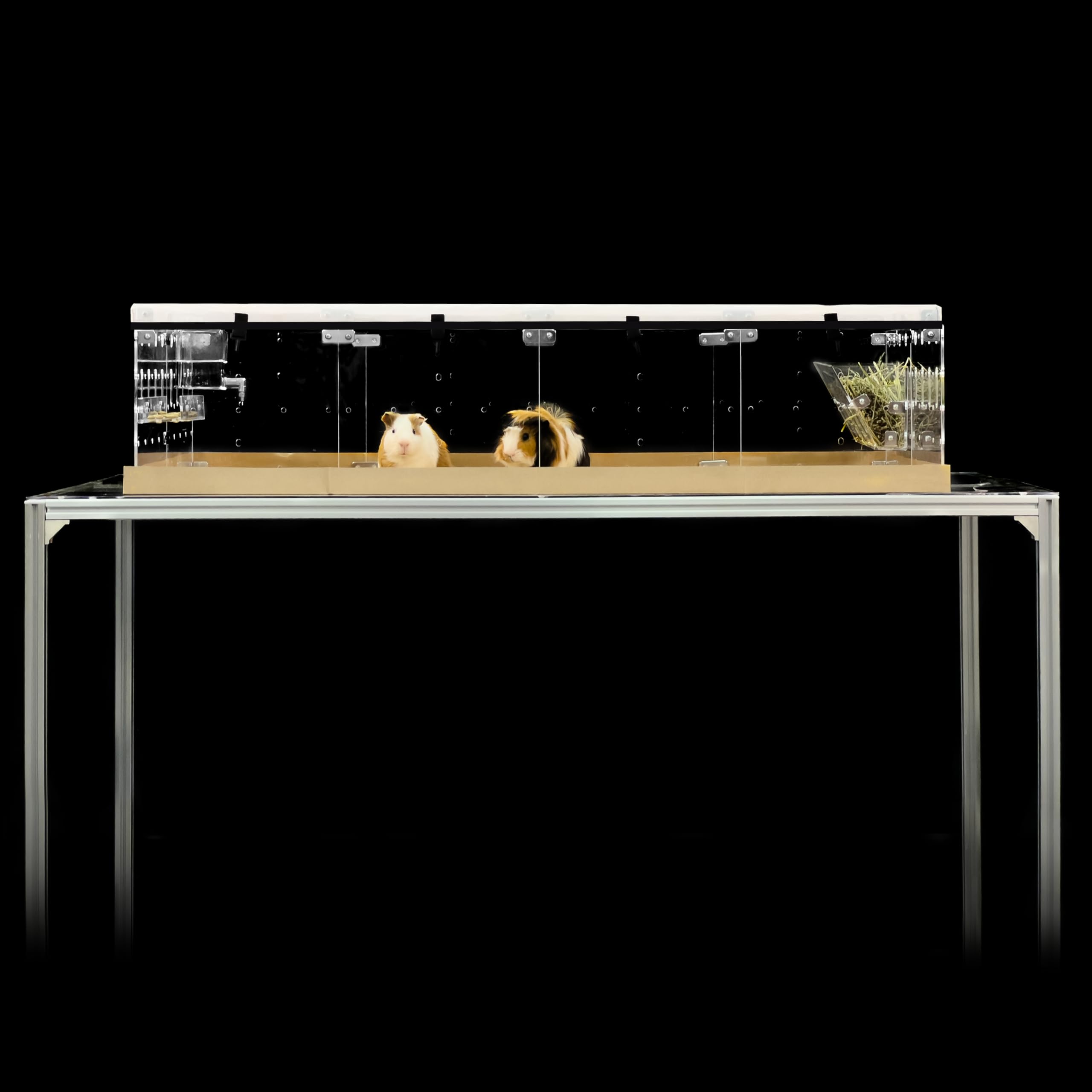 GuineaLoft™ Acrylic Cage (Model-A2) - Large 4x2ft Expandable C&C Cage for Guinea Pigs, Rabbits, Button Quails, Hedgehogs, Small Animals that Need Roaming Space - Visit Our Store to See More Image