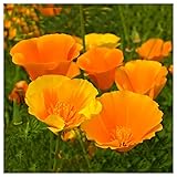 Everwilde Farms - 1/4 Lb Orange California Poppy