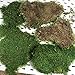 Preserved Green Sheet Moss Dried Natural for Fairy Gardens Terrariums or Any Craft or Floral Project (Sheet Moss-Green 6 OZ)