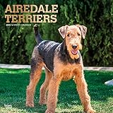 Airedale Terriers 2020 12 x 12 Inch Monthly Square Wall Calendar with Foil Stamped Cover, Animal Dog Breeds (English, Spanish and French Edition) by