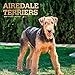 Airedale Terriers 2020 12 x 12 Inch Monthly Square Wall Calendar with Foil Stamped Cover, Animal Dog Breeds (English, Spanish and French Edition) by