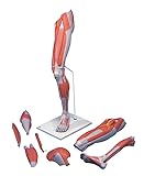 3B Scientific Muscular Leg, 7-Part