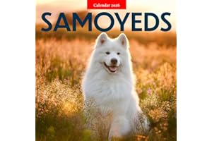 Samoyeds 2026 Calendar: Snowy Smiles and Fluffy Companions