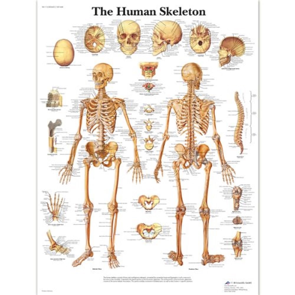 3B Scientific Human Anatomy - The Human Skeleton Chart, Laminated Version 1001468