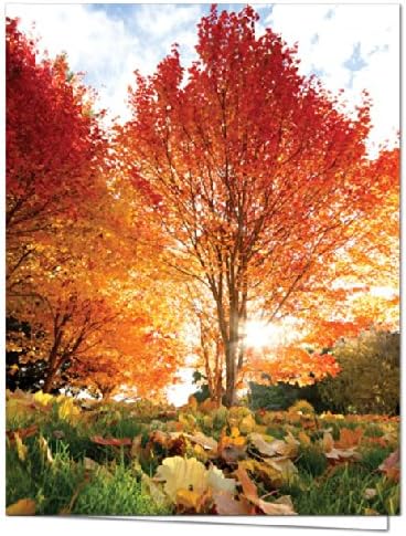 Note Card Cafe Fall Greeting Card Set with Envelopes | 36 Pack | Blank Inside, Glossy Finish | Turning of the Leaves | Bulk Set for Greeting Cards, Occasions, Birthdays