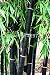 Loss Promotion! 20 bamboo seeds rare giant black moso bamboo bambu seeds professional pack Bambusa Lako tree seeds for home garden