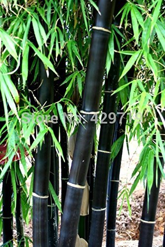 Loss Promotion! 20 bamboo seeds rare giant black moso bamboo bambu seeds professional pack Bambusa Lako tree seeds for home garden