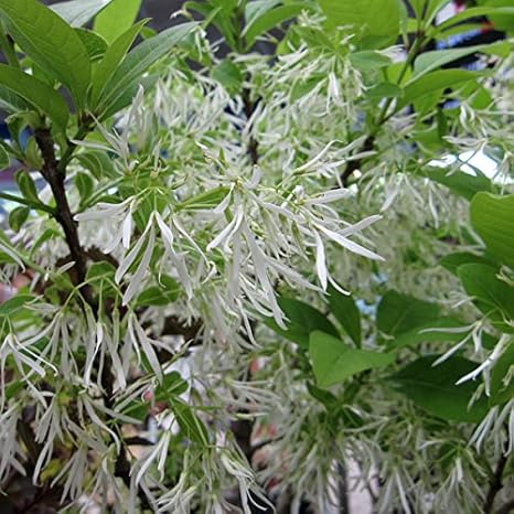 Amazon Co Jp アメリカヒトツバタゴ4 4 5号ポット 春に白い花を咲かせる人気の花木 ホーム キッチン