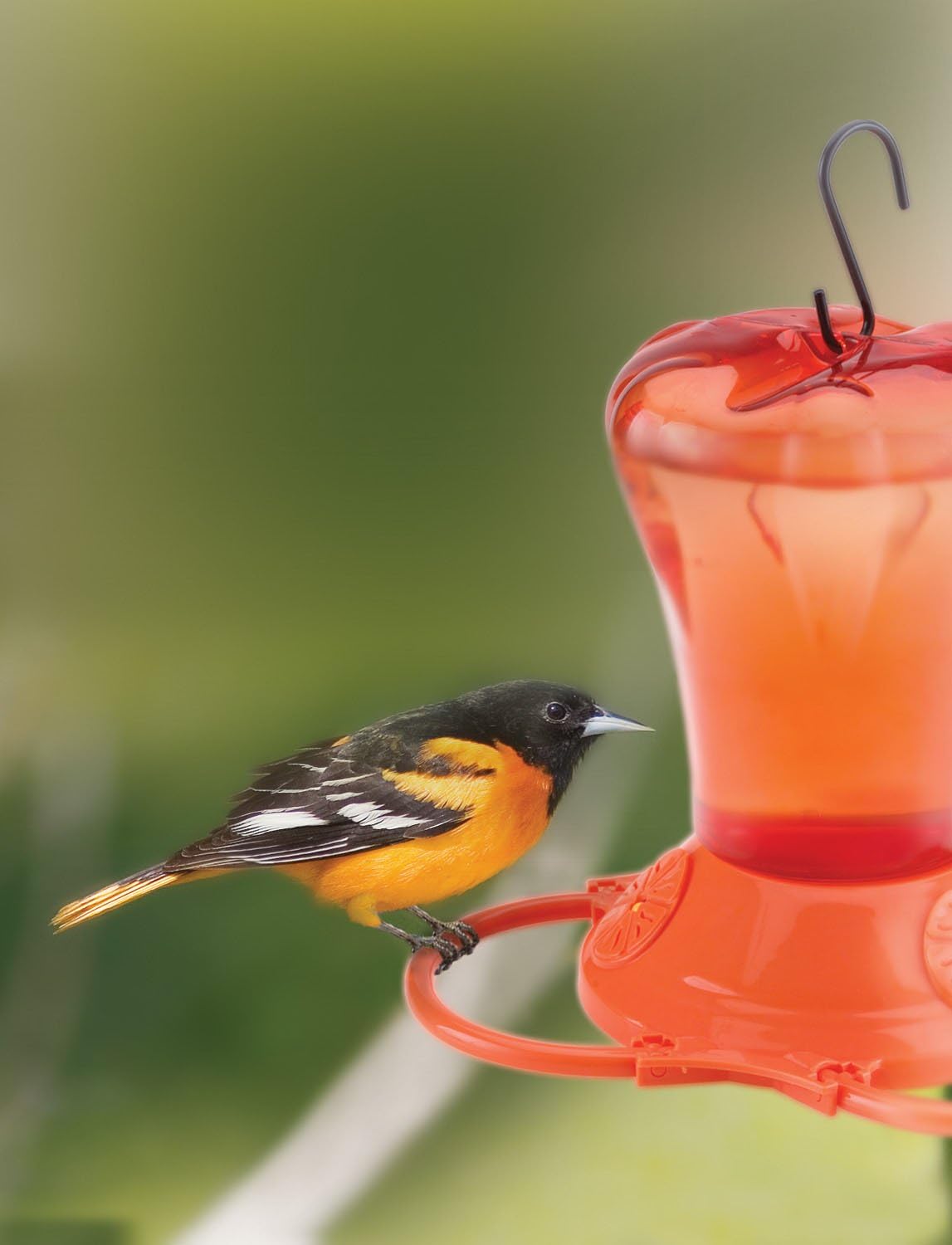 Amazon Com More Birds Oriole Feeder Three Feeding Ports Orange