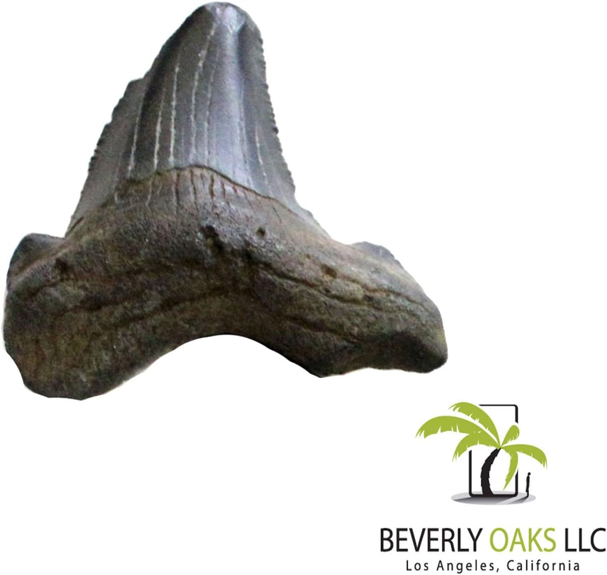 High Quality Small Megalodon Shark Tooth Fossil 1-2 Inches