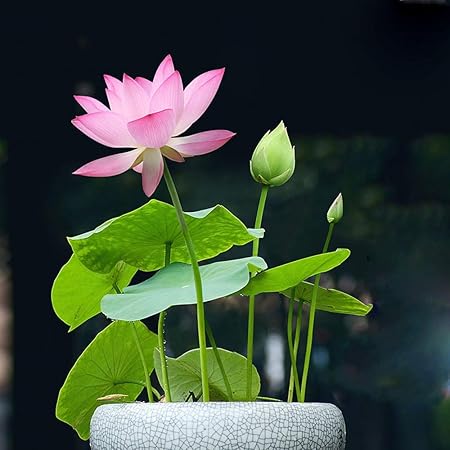 Amazon Com Bonsai Lotus Seeds Water Lily Flower Plant 20pcs Finest Viable Aquatic Water Features Seeds Home Garden Yard Decor Pink Garden Outdoor