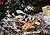LARGE Gourmet Nuts Gift Basket with Miniature Teddy & Flowers Top Gift Idea for Men, Women, & Family (Mini Wishes)