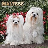 Maltese 2020 12 x 12 Inch Monthly Square Wall Calendar with Foil Stamped Cover, Animals Small Dog Br by